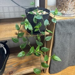 【お譲り先決定】観葉植物　トラディスカンティア