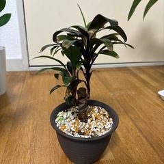 【お譲り先決定】観葉植物　コルジリネ