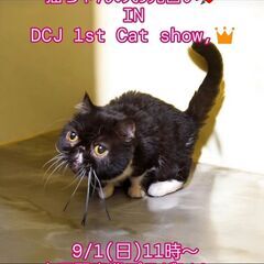 9/1（日）譲渡会。エキゾチックショートヘア♀(⋈◍＞◡＜◍)。✧♡ の画像