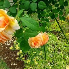 🧡TV取材✨カウンセラーと新しい一歩を踏み出しませんか？引きこも...