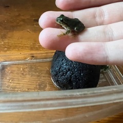 アマガエル縁起物
