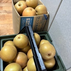 なし　🍐　藤山町産※決まりました