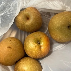 藤山町のなし※決まりました