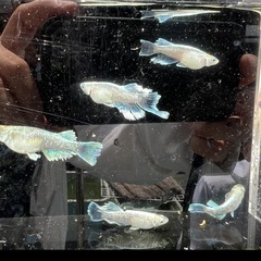 
8月25日 めだか掬いとめだか販売