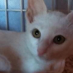 耳の大きい可愛い白子猫 お話し中