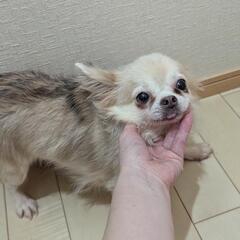 大人しいチワワさん里親募集 − 広島県