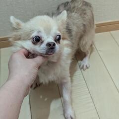 大人しいチワワさん里親募集 - 呉市
