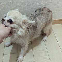 大人しいチワワさん里親募集 - 犬