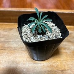 蘇鉄麒麟 パイナップルコーン ユーフォルビア