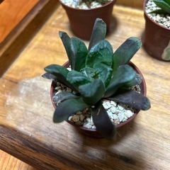 ハオルチア