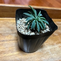 蘇鉄麒麟 パイナップルコーン ユーフォルビア