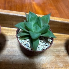 ハオルチア