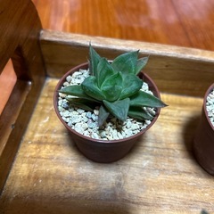 ハオルチア