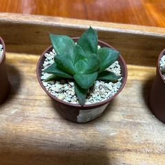 ハオルチア