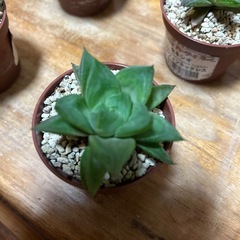 ハオルチア