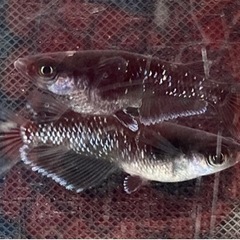 めだか販売