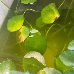 メダカ稚魚１０匹④の画像