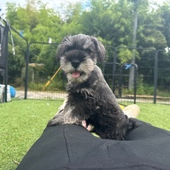 【飼い主様決まりました】Mシュナウザーの男の子🌻