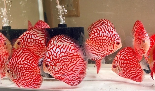 3匹　ディスカス　レッドチェッカーボード