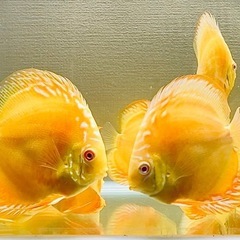 2匹　ディスカス　アルビノイエローダイヤモンドの画像