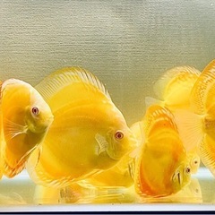 2匹　ディスカス　アルビノイエローダイヤモンドの画像