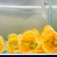 2匹　ディスカス　アルビノイエローダイヤモンドの画像