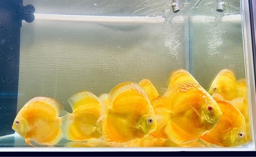 3匹　ディスカス　アルビノ　イエローダイヤモンド