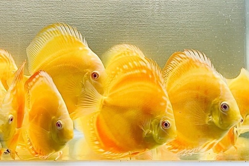 3匹　ディスカス　アルビノ　イエローダイヤモンド