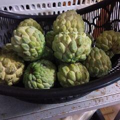 果物1の画像