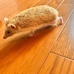 ハリネズミ　オス　メス