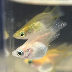 【格安】出目ダルマめだか の画像