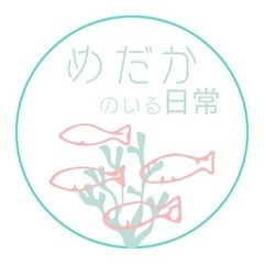 【格安】出目ダルマめだか の画像