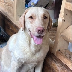 甘えん坊のラブママさん