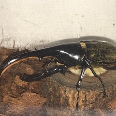 ヘラクレスオオカブト　オス