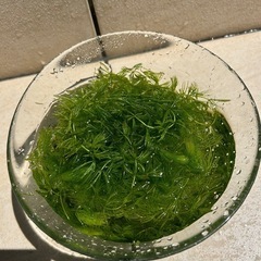 マツモ　　