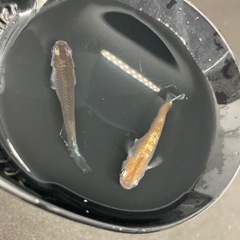 メダカ　レッドクリフダークタイプ　1ペア