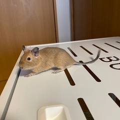 デグー(オス)　里親募集　受け終了