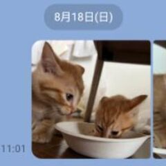 知人から託されました