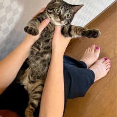 とても可愛いキジトラちゃん　里親さん決まりました