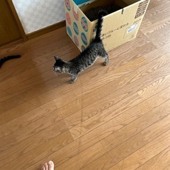とても可愛いキジトラちゃん　里親さん決まりました - 猫