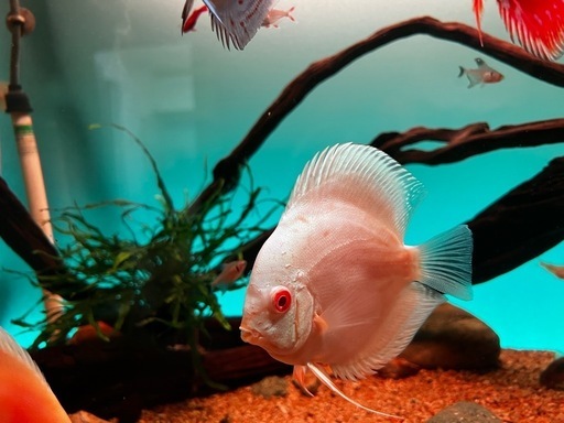 熱帯魚