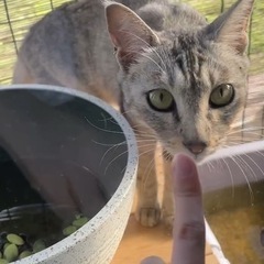 【迷子猫情報】白、グレーしま模様の猫ちゃん