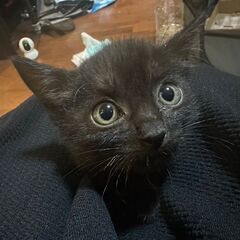 「決まりました！」黒猫　メス　7月中旬生まれ（推定）
