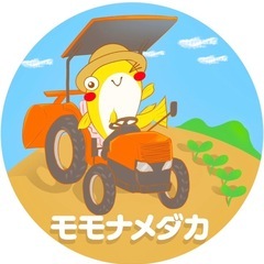 【厚木モモナメダカ】改良メダカ5匹¥1,500-均一で販売