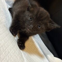 「決まりました」黒猫　オス　7月中旬生まれ（推定）