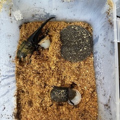 ヘラクレスオオカブト　ペア　オス140mmぐらい　