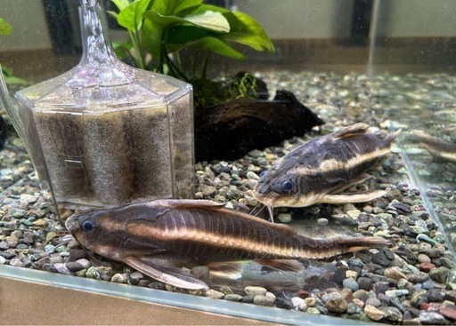 【中古】 熱帯魚の飼い方 手に取るようにわかる/ピーシーズ 中古】 熱帯魚の飼い方 手に取るようにわかる/ピーシーズ 中古