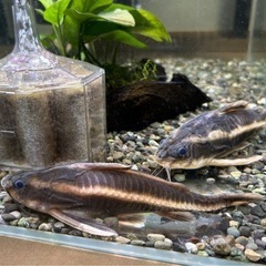 ストライプトーキングキャット　熱帯魚　アクアリウム