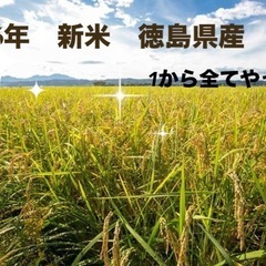 令和6年　徳島県産　新米　コシヒカリ　30キロ　1から全てやってます！白米　精米済み発送　