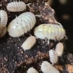 オカダンゴムシ マジックポーション